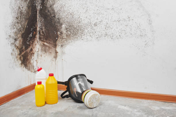 Best Mold Removal Process  in Lake Camelot, IL