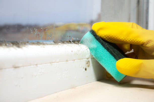 Best Attic Mold Removal  in Lake Camelot, IL