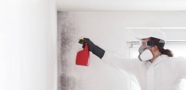 Best Mold Testing and Removal  in Lake Camelot, IL