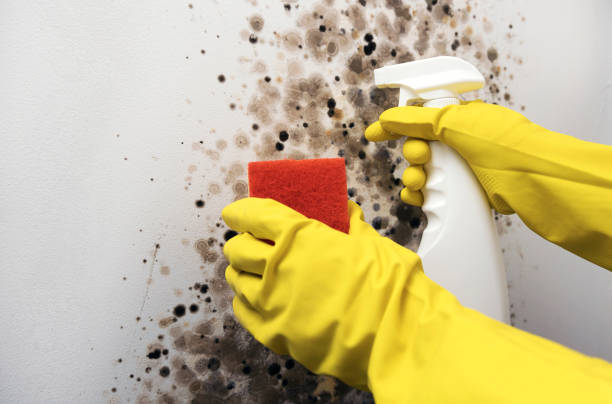 Best Black Mold Removal  in Lake Camelot, IL