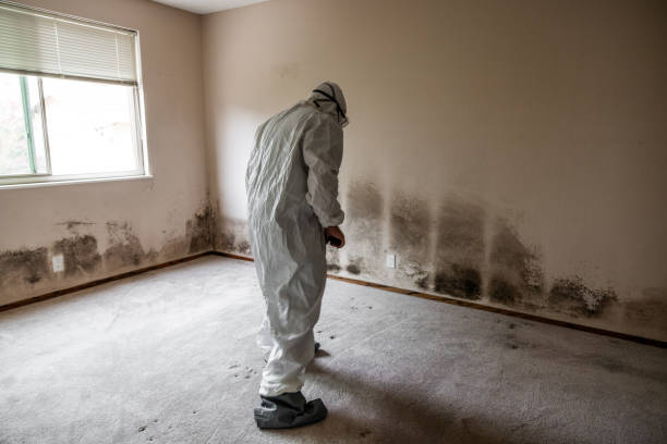 Mold Testing and Removal in Lake Camelot, IL