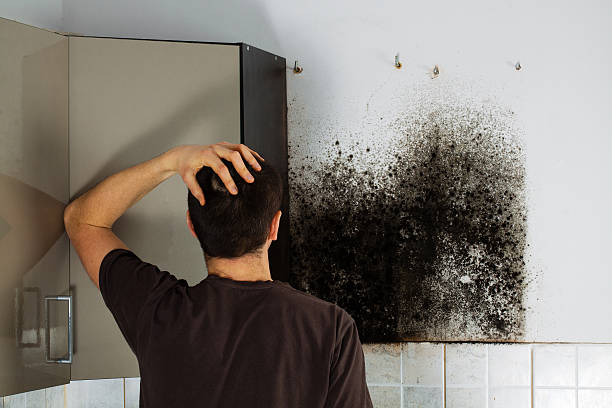 Best Mold Damage Repair  in Lake Camelot, IL