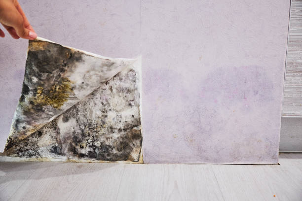 Best Residential Mold Removal  in Lake Camelot, IL